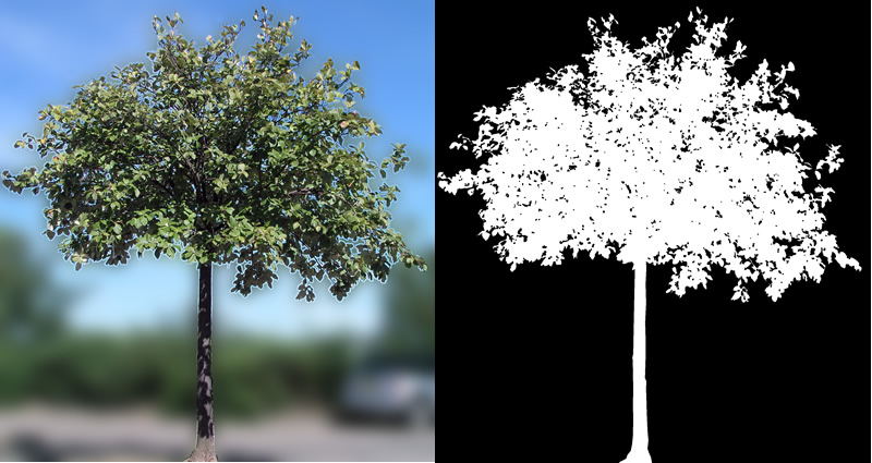 Fotografia de árvores para cenas 3D